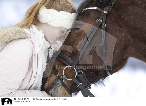 Westfalen Stute / Westphalian mare / BK-01976