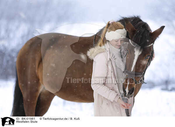 Westfalen Stute / Westphalian mare / BK-01981