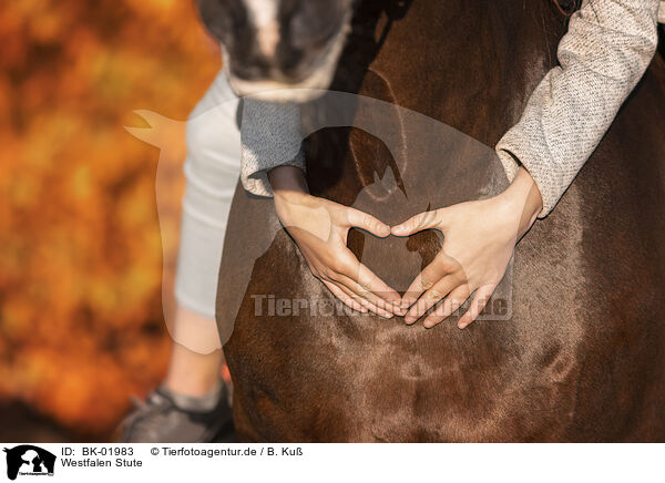 Westfalen Stute / Westphalian mare / BK-01983