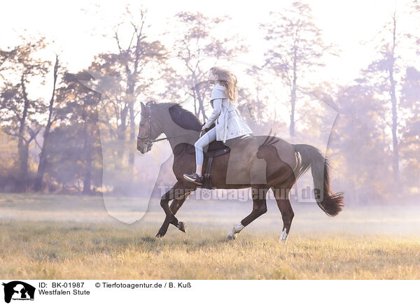 Westfalen Stute / BK-01987
