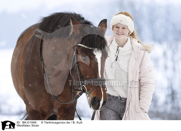 Westfalen Stute / Westphalian mare / BK-01999