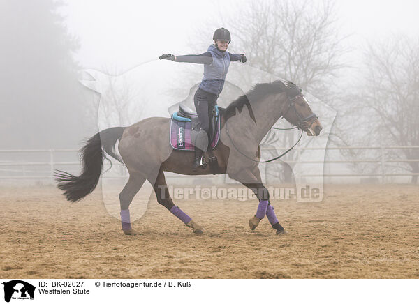 Westfalen Stute / Westphalian mare / BK-02027