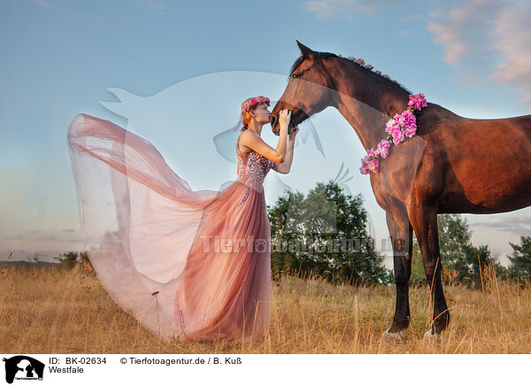 Westfale / Westphalian horse / BK-02634