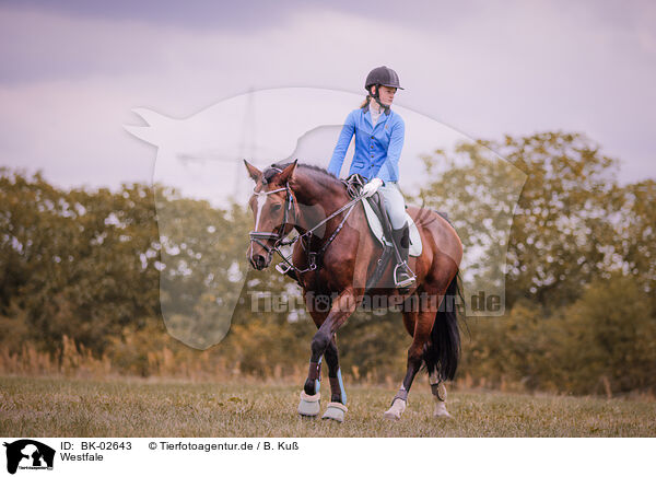 Westfale / Westphalian horse / BK-02643