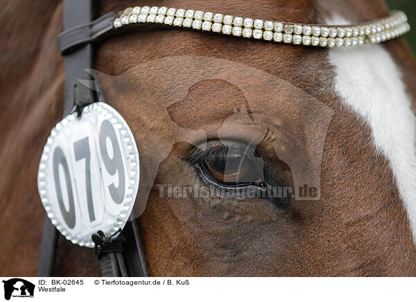 Westfale / Westphalian horse / BK-02645