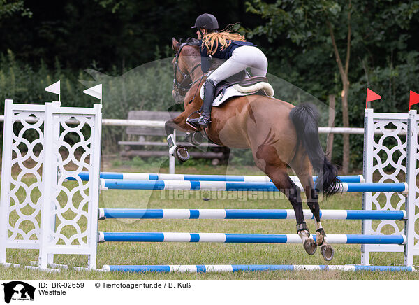 Westfale / Westphalian horse / BK-02659