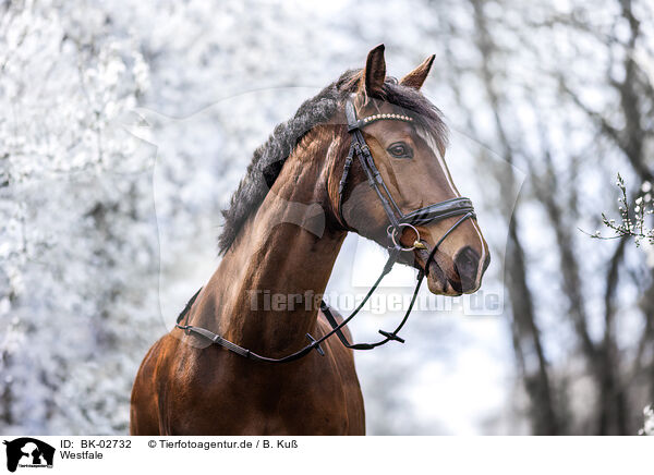 Westfale / Westphalian horse / BK-02732