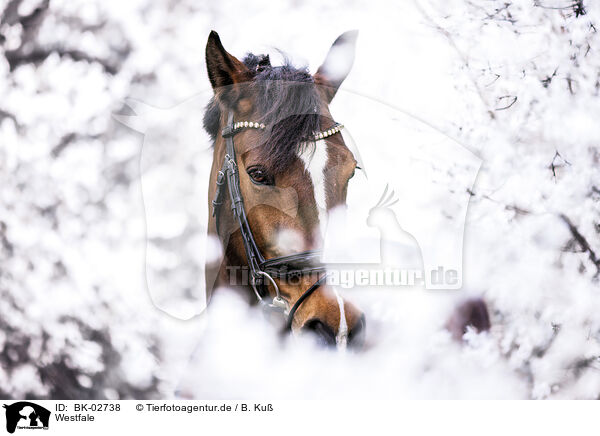 Westfale / Westphalian horse / BK-02738