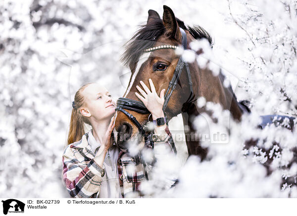 Westfale / Westphalian horse / BK-02739