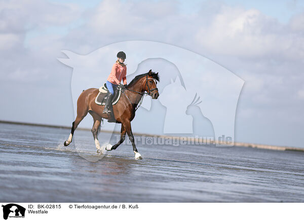 Westfale / Westphalian horse / BK-02815