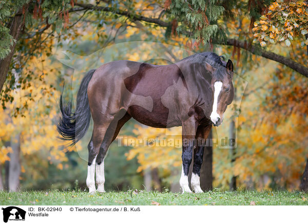 Westfale / Westphalian horse / BK-02940
