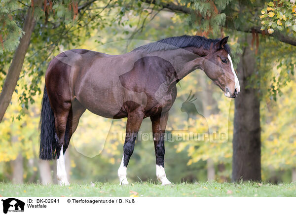 Westfale / Westphalian horse / BK-02941