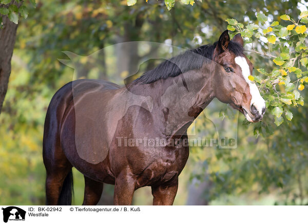 Westfale / Westphalian horse / BK-02942