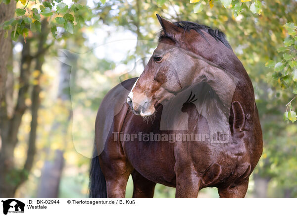 Westfale / Westphalian horse / BK-02944