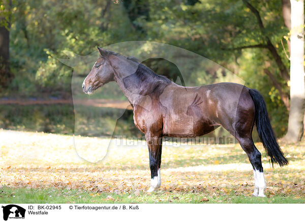 Westfale / Westphalian horse / BK-02945