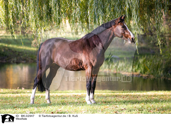 Westfale / Westphalian horse / BK-02947