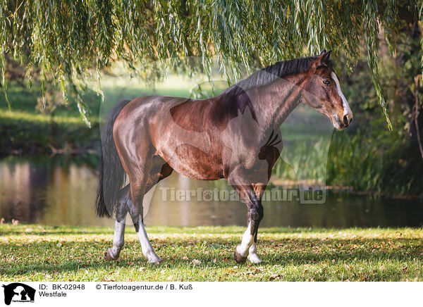 Westfale / Westphalian horse / BK-02948