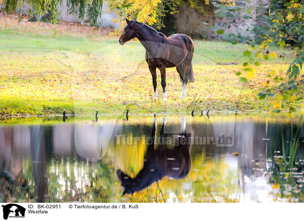 Westfale / Westphalian horse / BK-02951