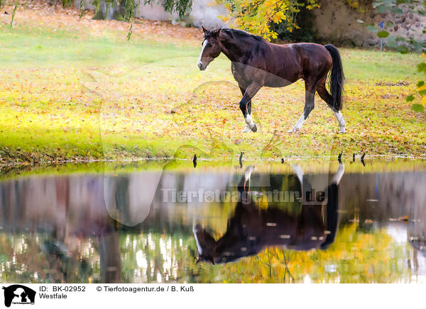 Westfale / Westphalian horse / BK-02952