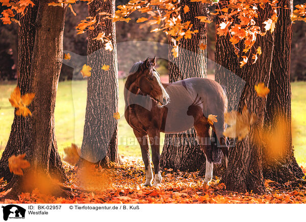 Westfale / Westphalian horse / BK-02957