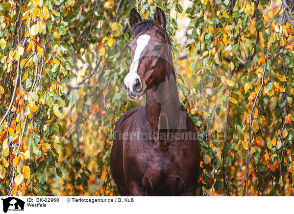 Westfale / Westphalian horse / BK-02960