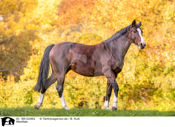 Westfale / Westphalian horse / BK-02962