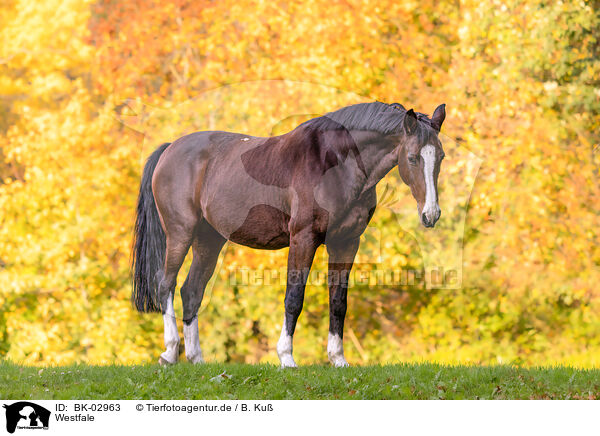 Westfale / Westphalian horse / BK-02963