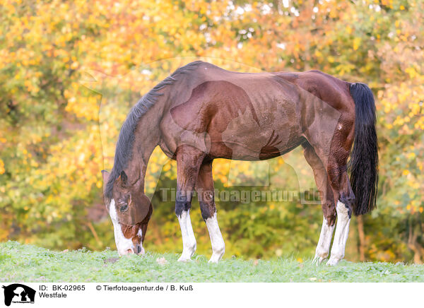 Westfale / Westphalian horse / BK-02965