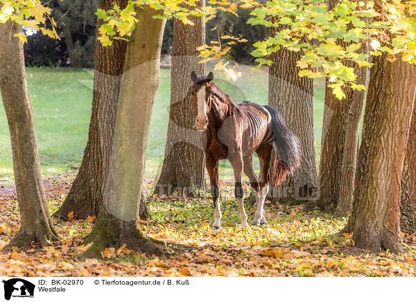 Westfale / Westphalian horse / BK-02970