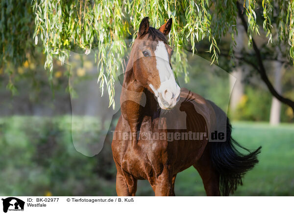 Westfale / Westphalian horse / BK-02977
