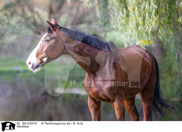 Westfale / Westphalian horse / BK-02979