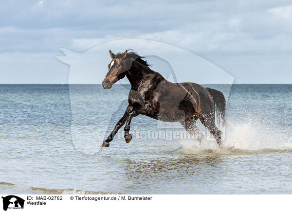 Westfale / Westphalian horse / MAB-02782