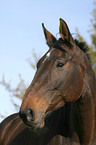 Westfale Portrait