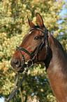 Westfale Portrait