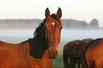 Westfale Portrait