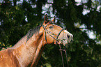 Westfale Portrait