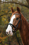 Westfale Portrait