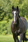 Westfale Portrait