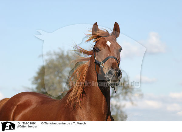 Wrttemberger / horse / TM-01091