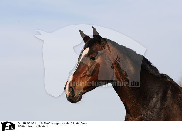 Wrttemberger Portrait / JH-02163