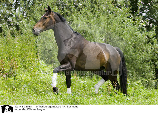 trabender Wrttemberger / trotting horse / NS-02038