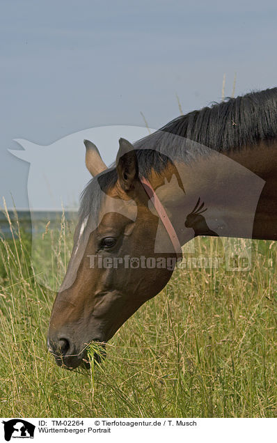 Wrttemberger Portrait / horse portrait / TM-02264
