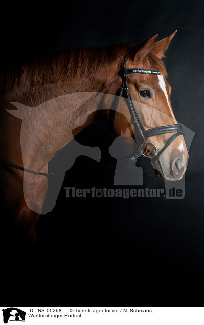 Wrttemberger Portrait / Wuerttemberg Warmblood Portrait / NS-05268