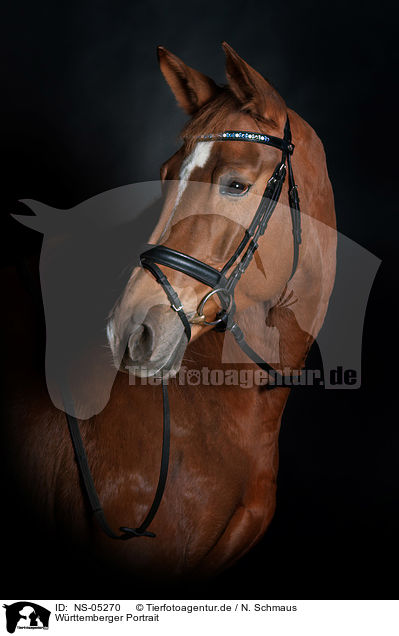 Wrttemberger Portrait / Wuerttemberg Warmblood Portrait / NS-05270