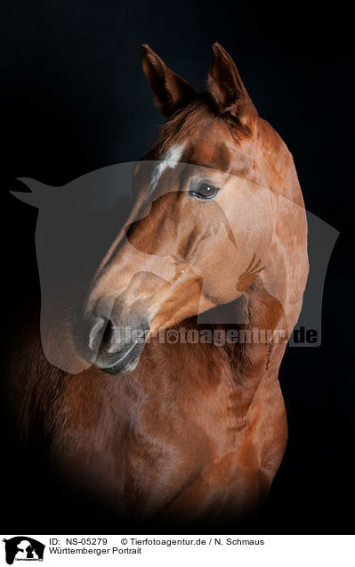 Wrttemberger Portrait / Wuerttemberg Warmblood Portrait / NS-05279