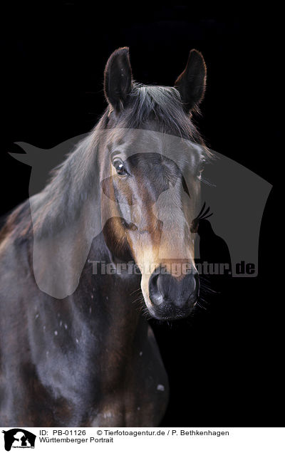 Wrttemberger Portrait / PB-01126