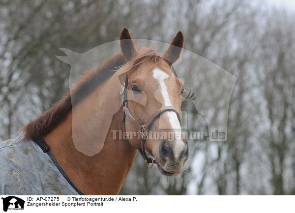 Zangersheider Sportpferd Portrait / warmblood portrait / AP-07275