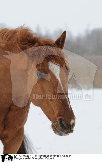 Zangersheider Sportpferd Portrait / AP-07287