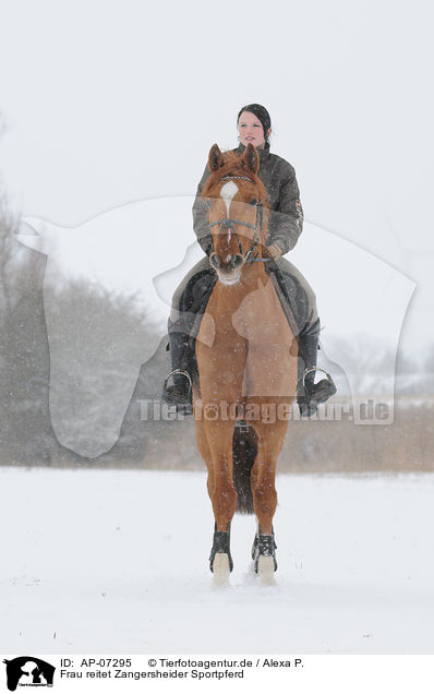 Frau reitet Zangersheider Sportpferd / woman rides warmblood / AP-07295