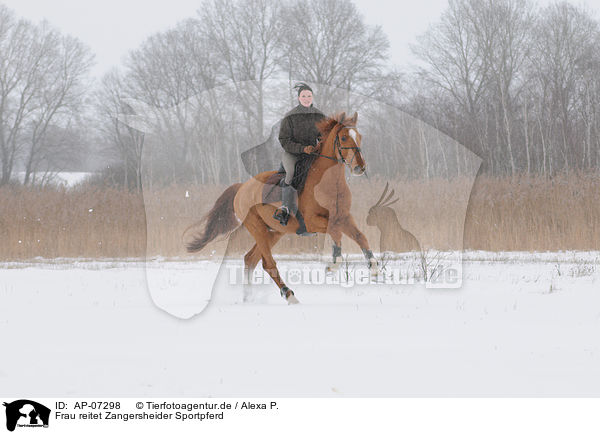 Frau reitet Zangersheider Sportpferd / woman rides warmblood / AP-07298